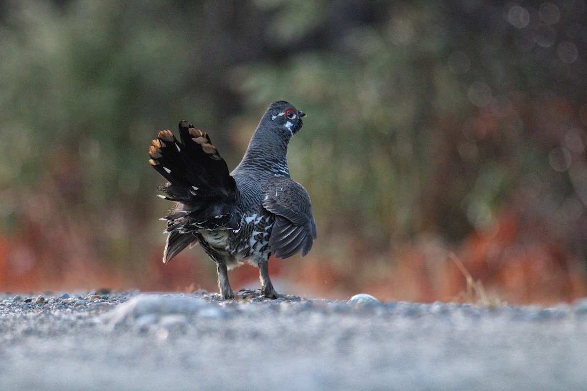 Spruce Grouse - ML83437531