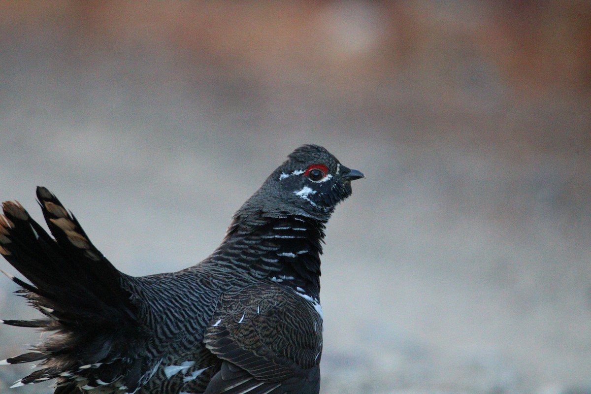 Spruce Grouse - ML83437541