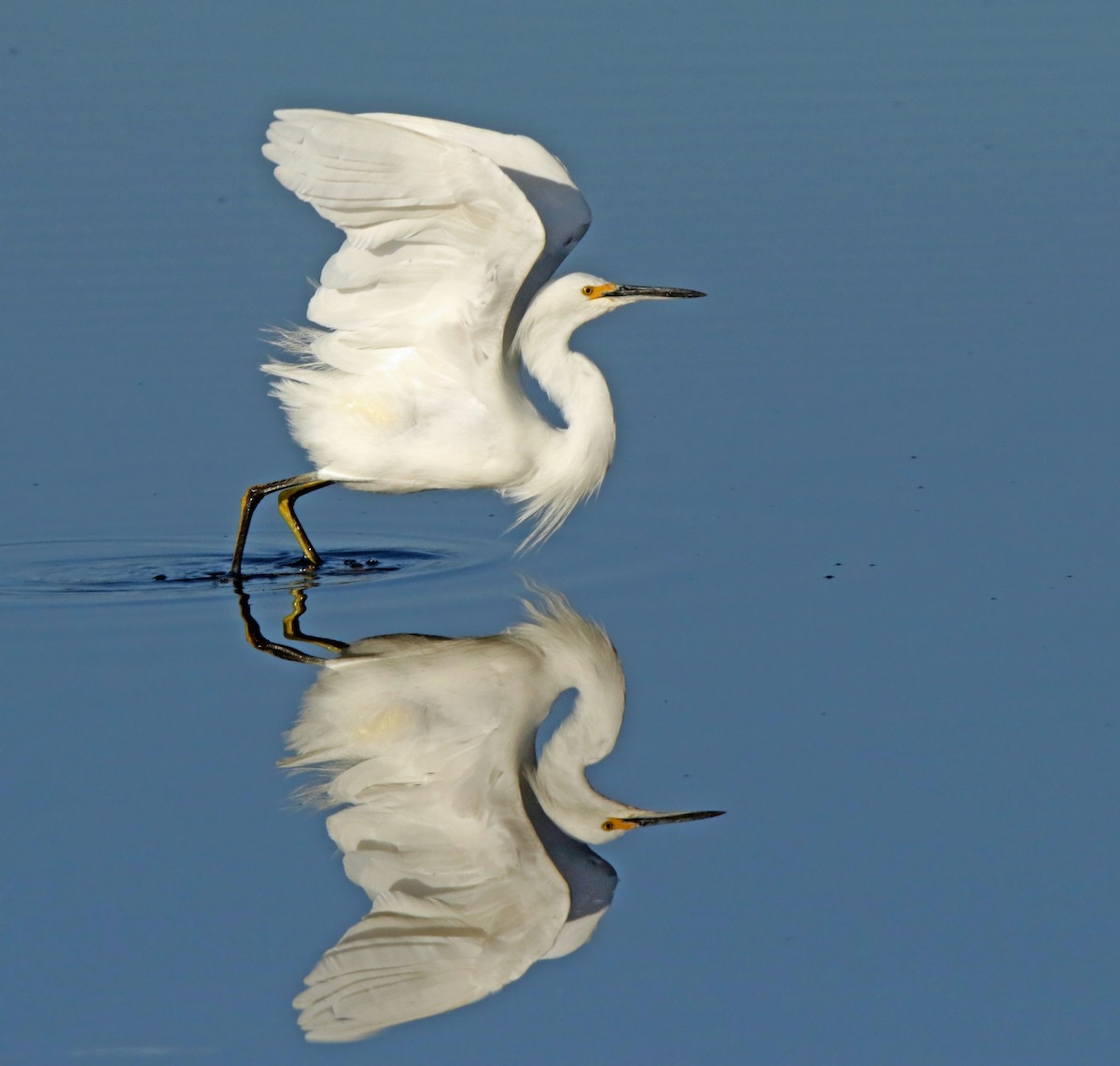 Snowy Egret - ML83437671