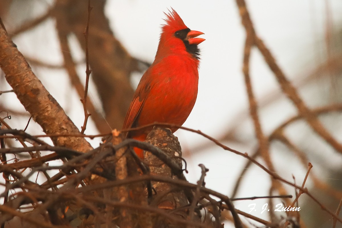 Cardinal rouge - ML83438471