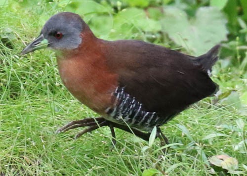 White-throated Crake (Gray-faced) - ML83440091