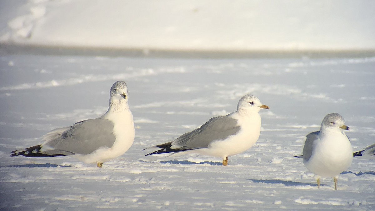 Common Gull (European) - ML83440241