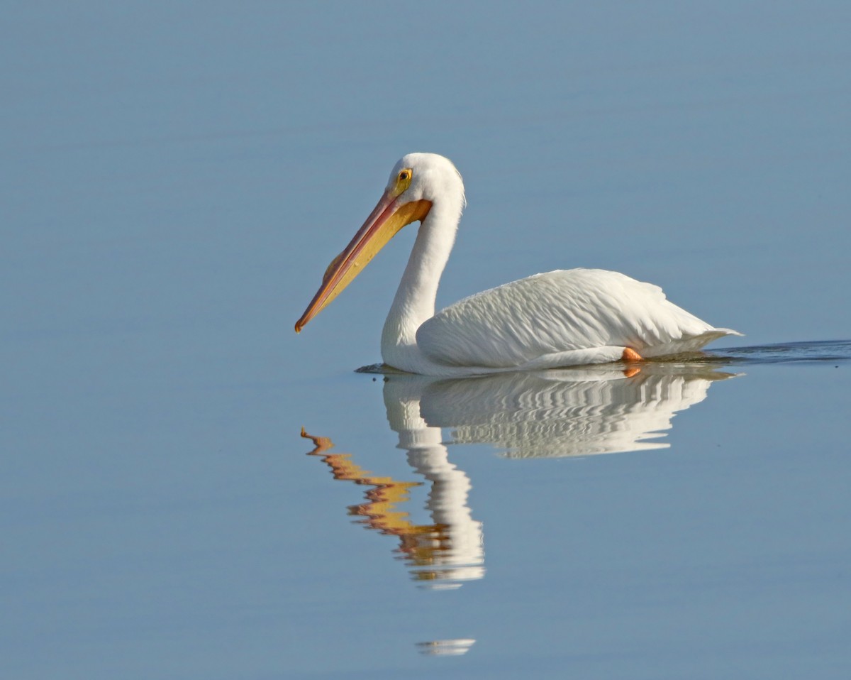 American White Pelican - ML83440391