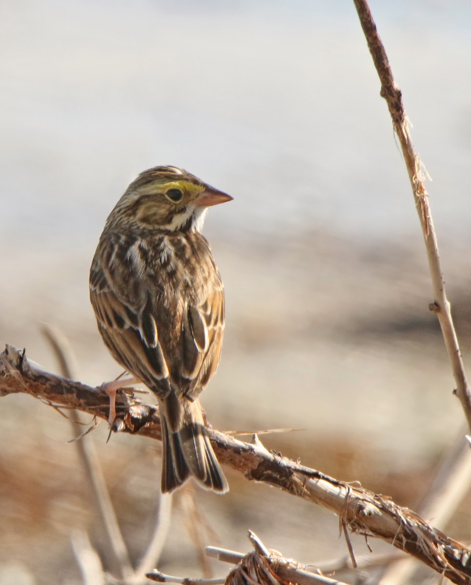 Savannah Sparrow - ML83440501