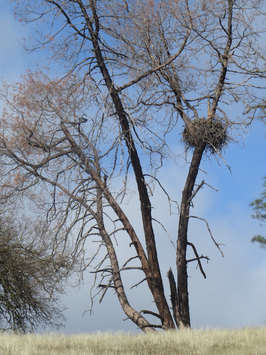 Цармын бүргэд - ML83440641