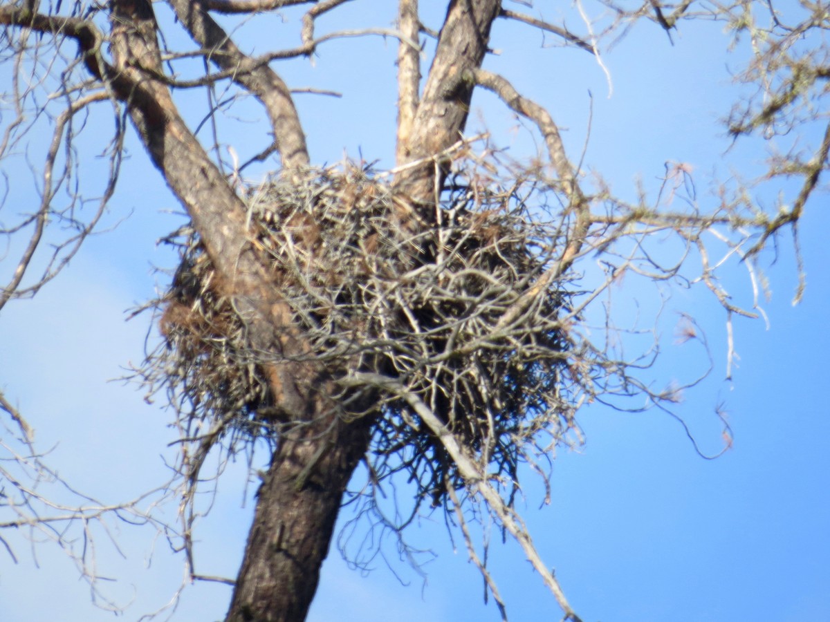 Цармын бүргэд - ML83440751