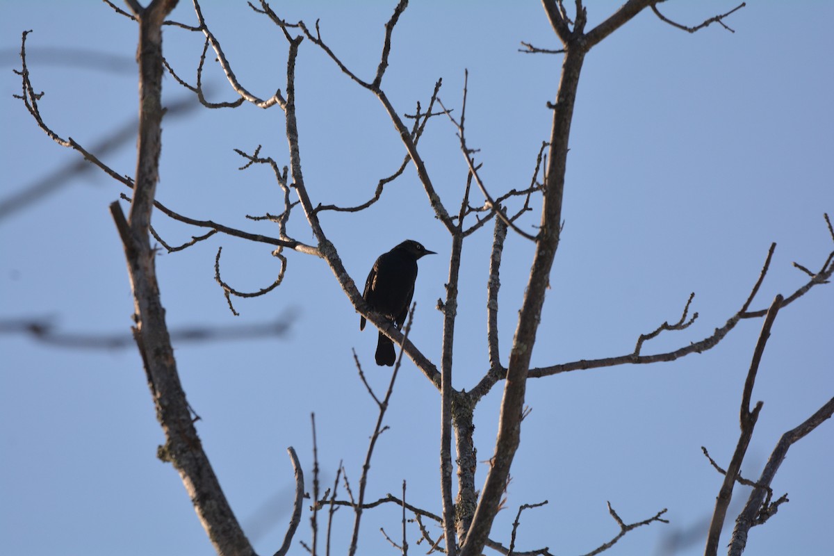 Rusty Blackbird - ML83441031