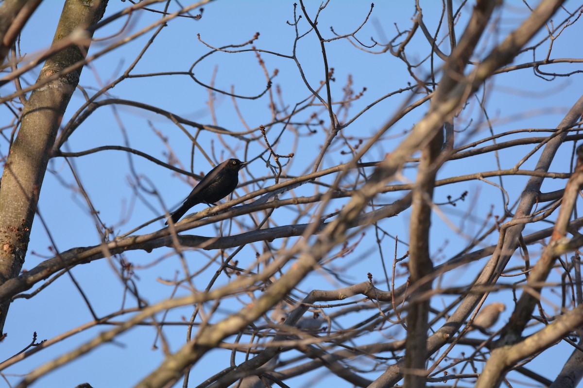 Rusty Blackbird - ML83441041