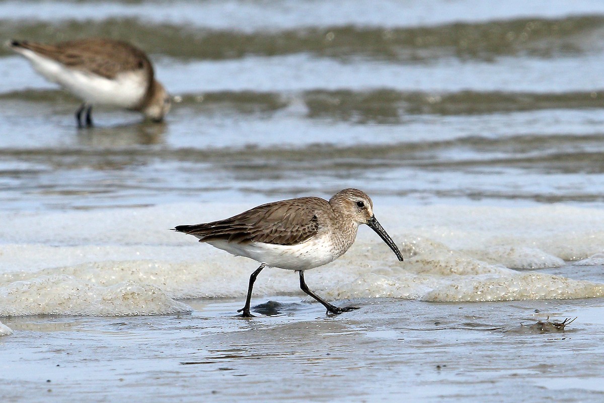 Dunlin - Steve Raduns