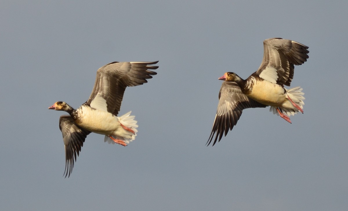 Snow x Greater White-fronted Goose (hybrid) - Steve Tucker
