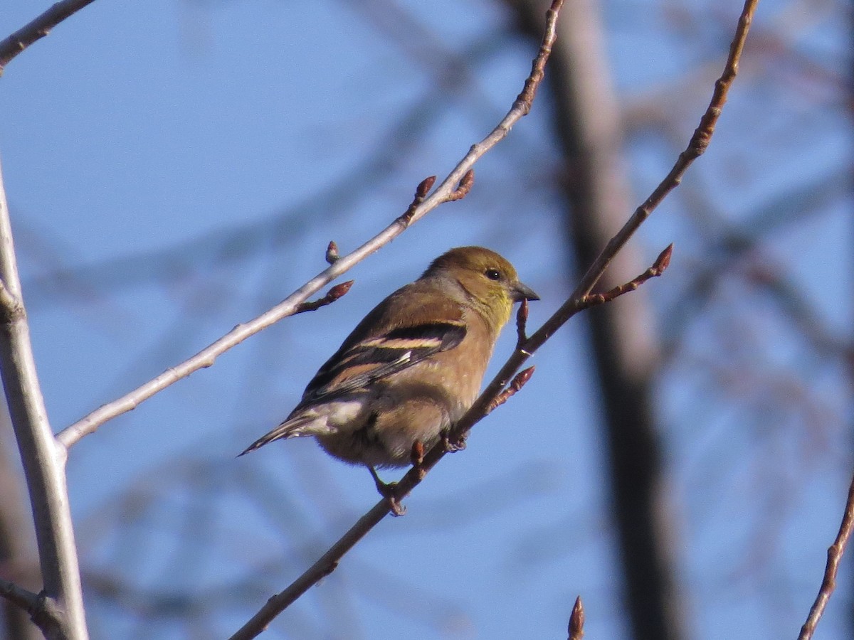 Chardonneret jaune - ML83446101