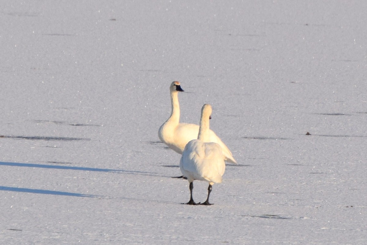 Tundra Swan - irina shulgina