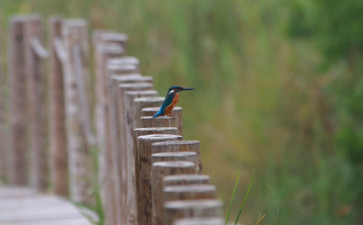 Common Kingfisher - ML83450941