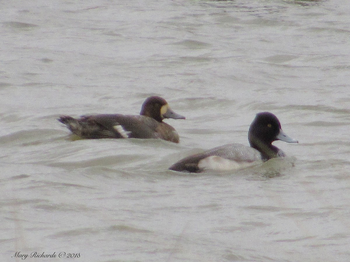 Lesser Scaup - Mary Richards