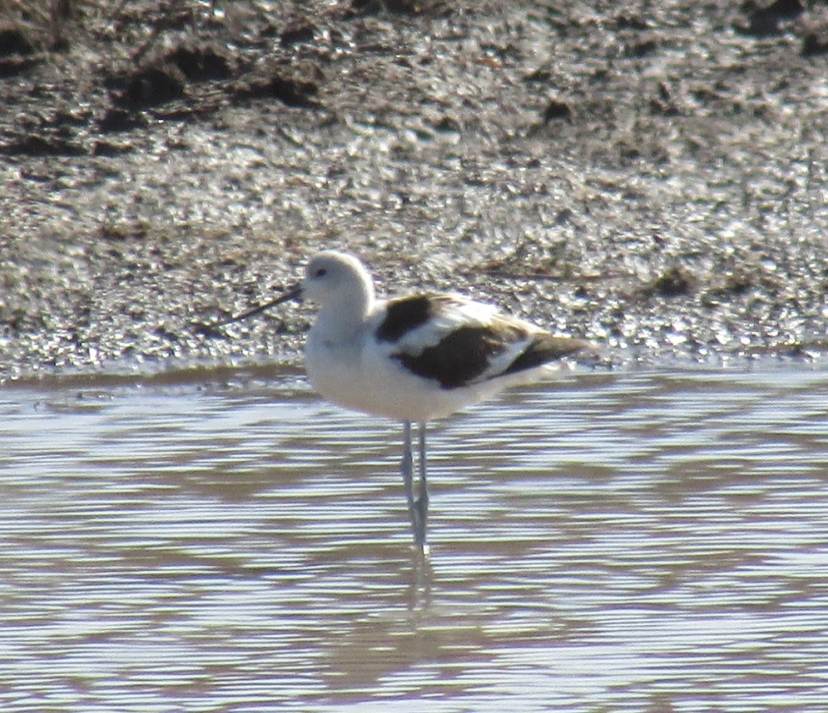 American Avocet - Doug Jenness