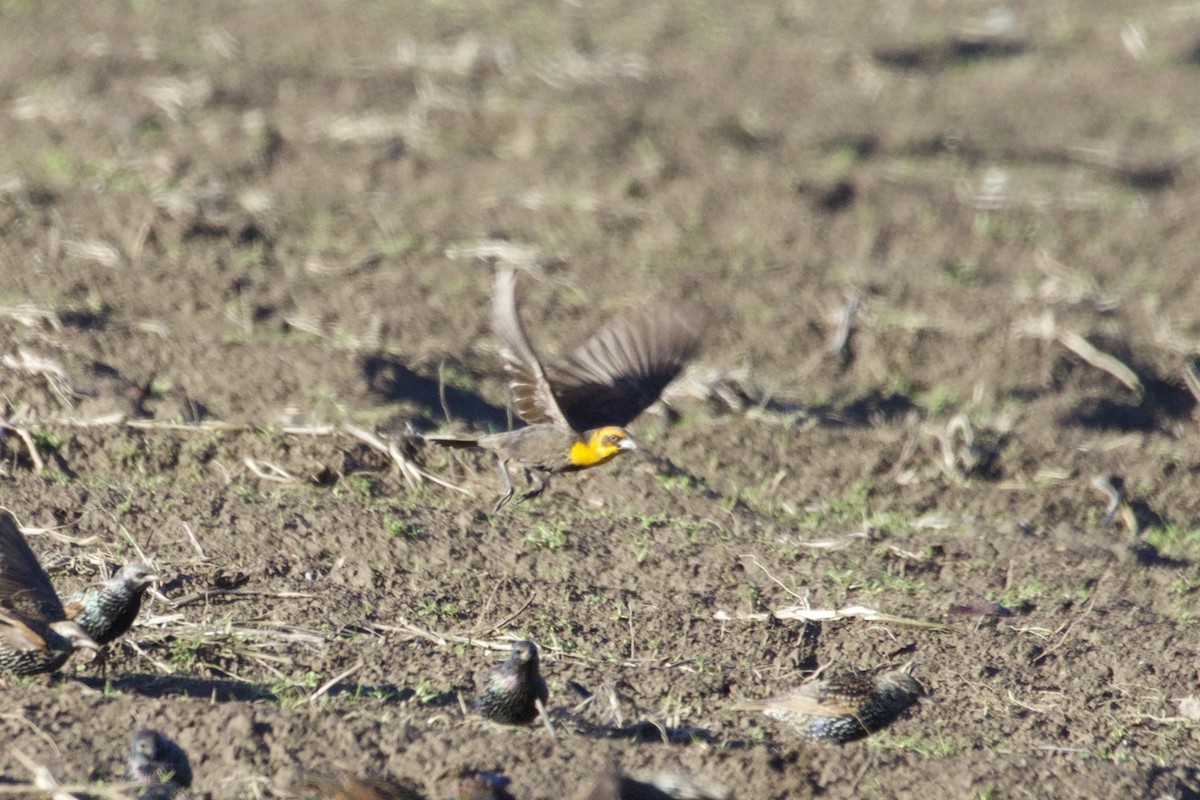 Yellow-headed Blackbird - ML83456401