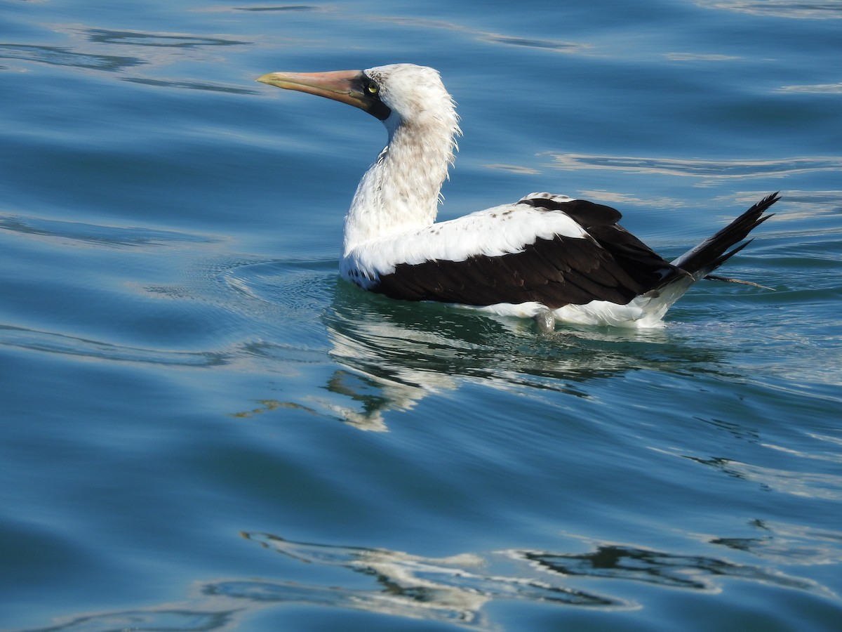 Nazca Booby - Edward Jordan