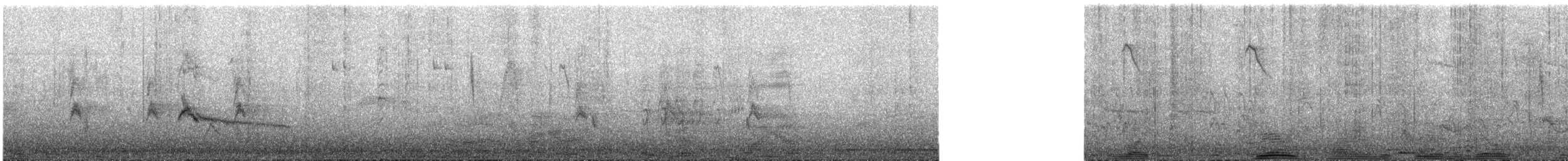 White Wagtail (ocularis) - ML83459151