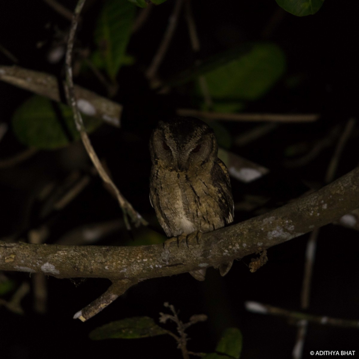 Indian Scops-Owl - ML83460041