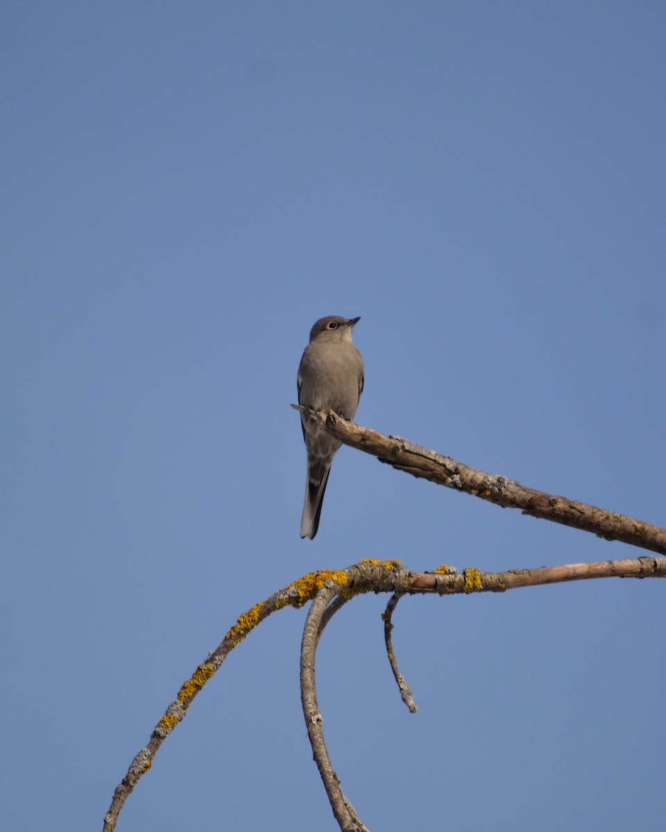 Townsend's Solitaire - Anthony Zammit