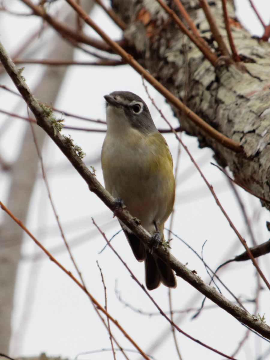 Mavi Başlı Vireo - ML83461941