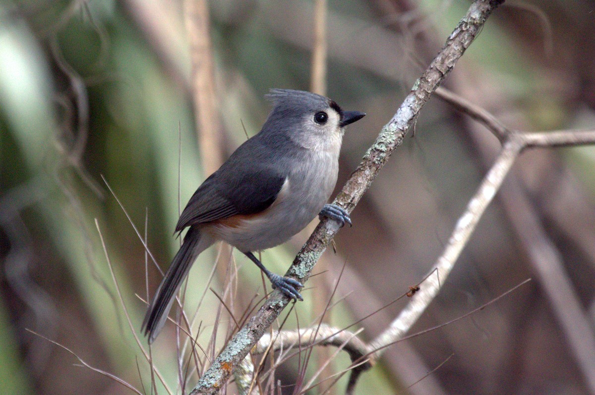 Tufted Titmouse - ML83462851