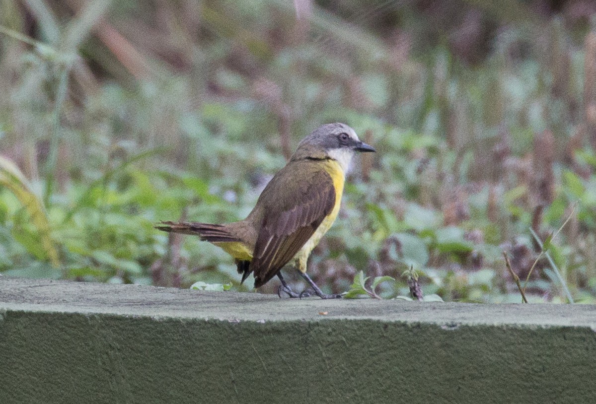 Gray-capped Flycatcher - ML83463771