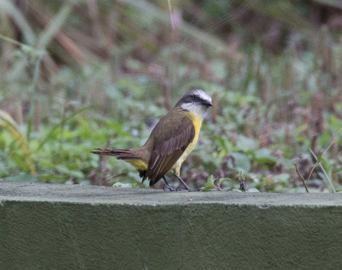 Gray-capped Flycatcher - Joel Strong