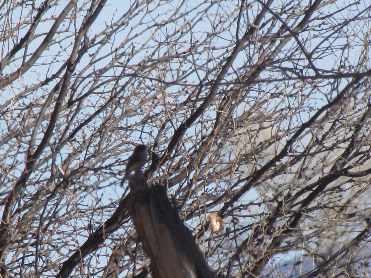 Eastern Phoebe - ML83464721