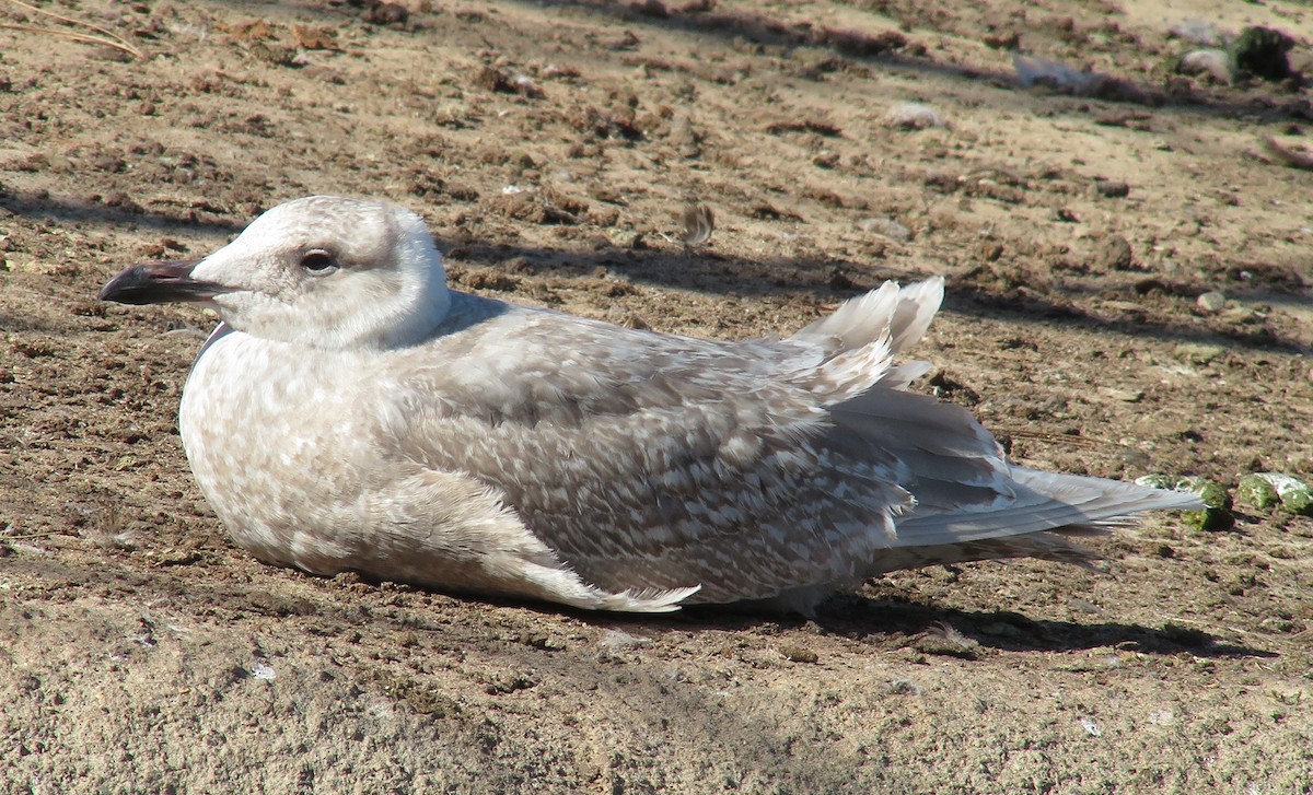 Glaucous-winged Gull - ML83465091