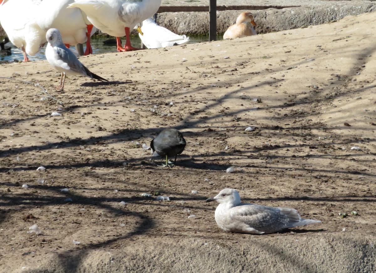 Glaucous-winged Gull - ML83465131