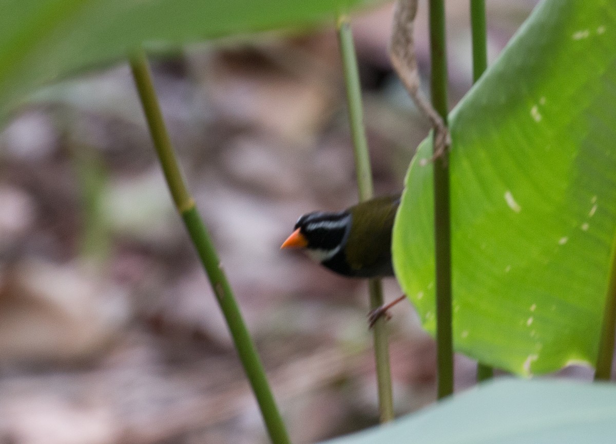 Orange-billed Sparrow - ML83465421