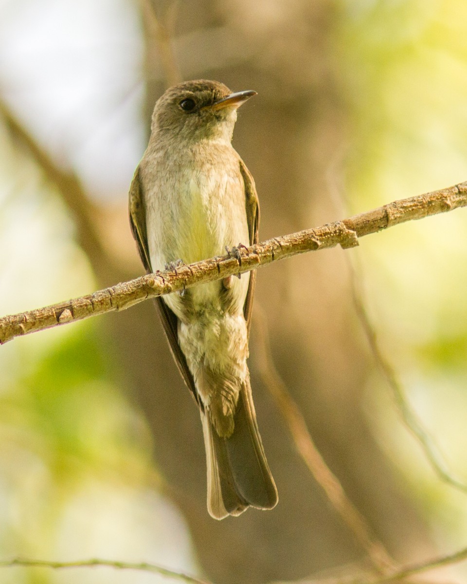 Western Wood-Pewee - ML83466041