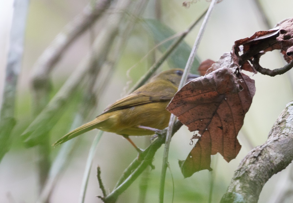 White-shouldered Tanager - ML83466211