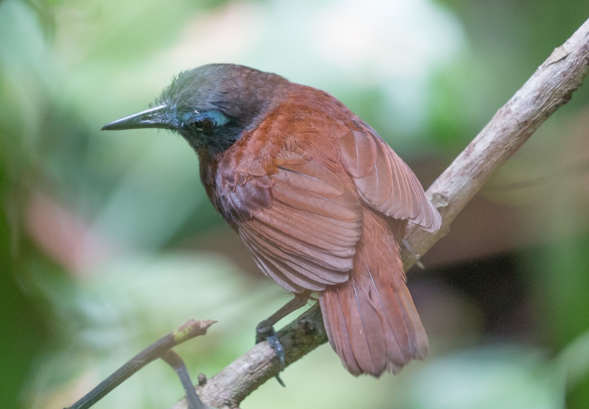 Braunrücken-Ameisenvogel - ML83467321