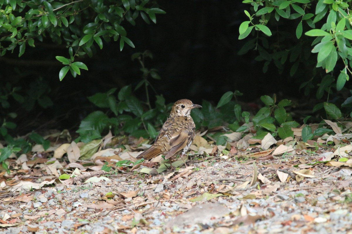 Bassian Thrush - ML83467761