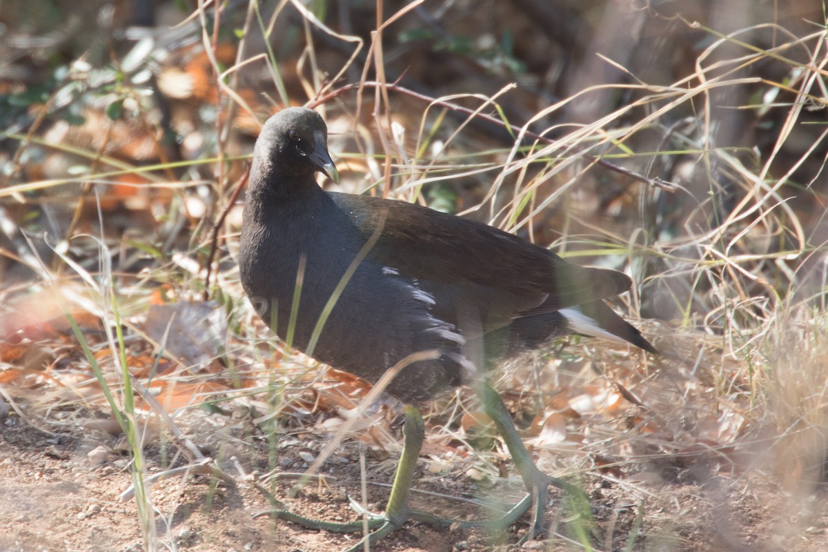 Common Gallinule - Bob & Bettina Arrigoni