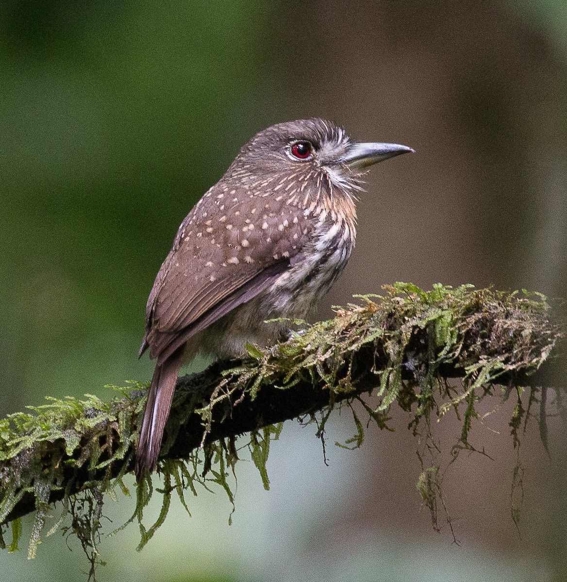 White-whiskered Puffbird - ML83468451