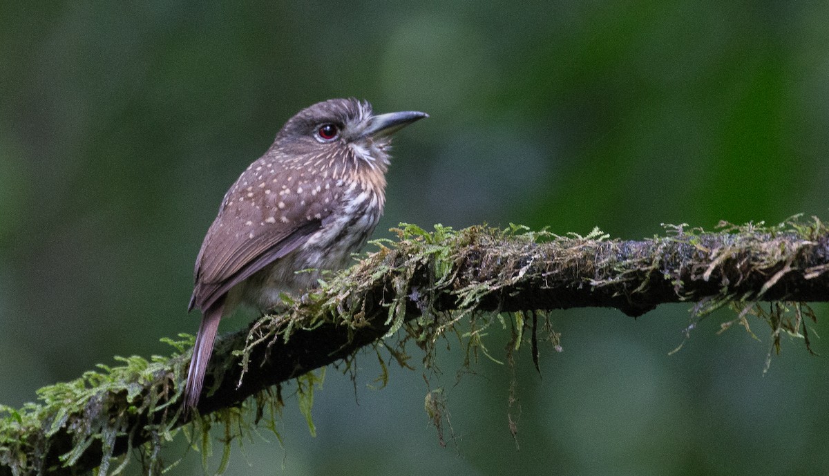 White-whiskered Puffbird - Joel Strong