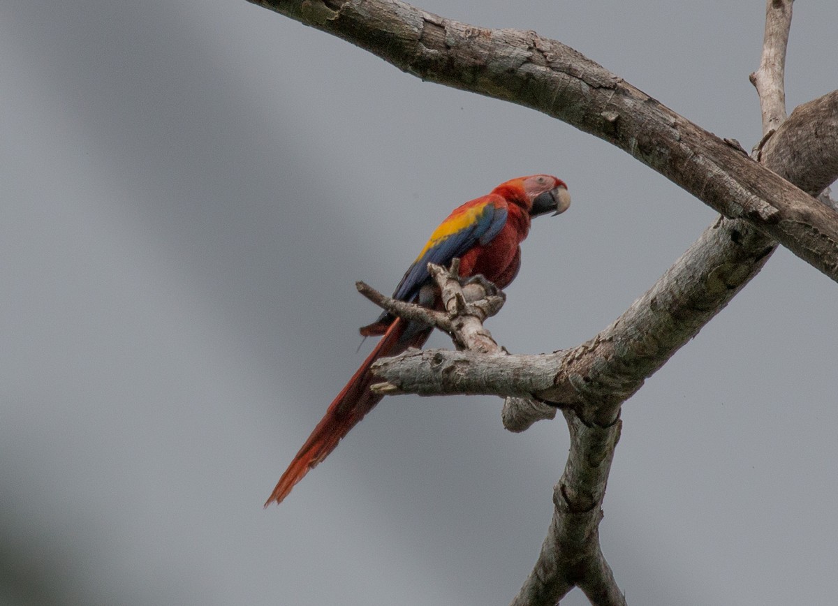 コンゴウインコ - ML83468671