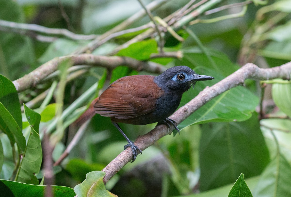 Chestnut-backed Antbird - ML83468711