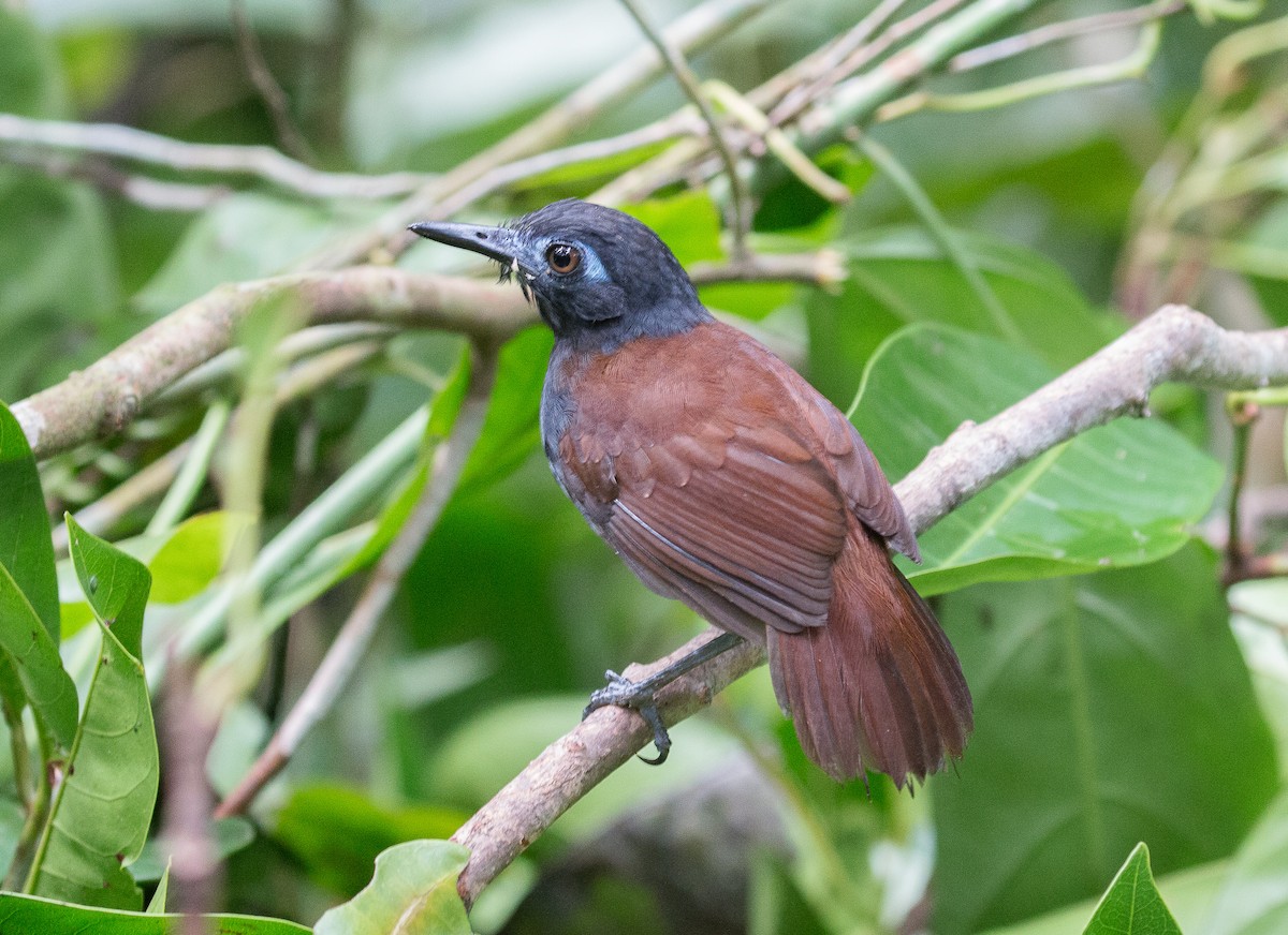 Chestnut-backed Antbird - ML83468721