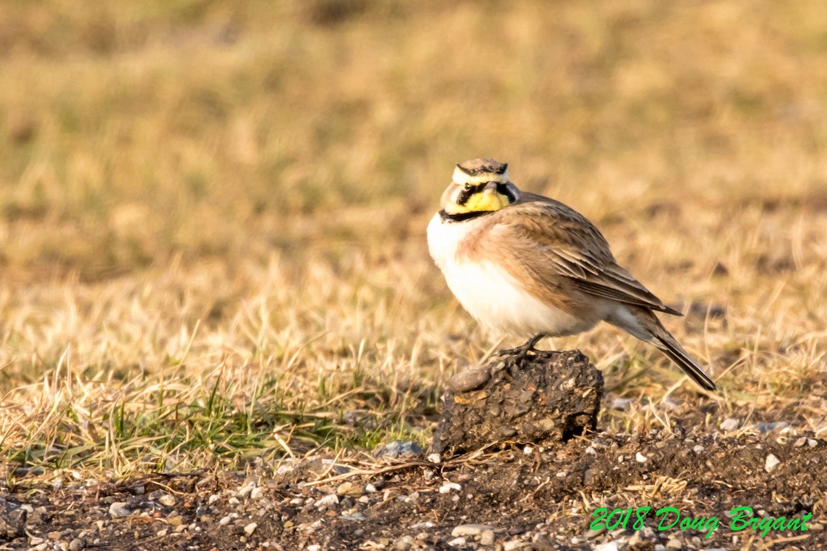 Horned Lark - Doug Bryant