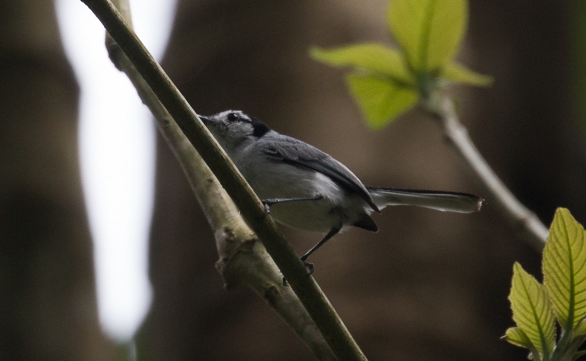 White-browed Gnatcatcher - ML83469971