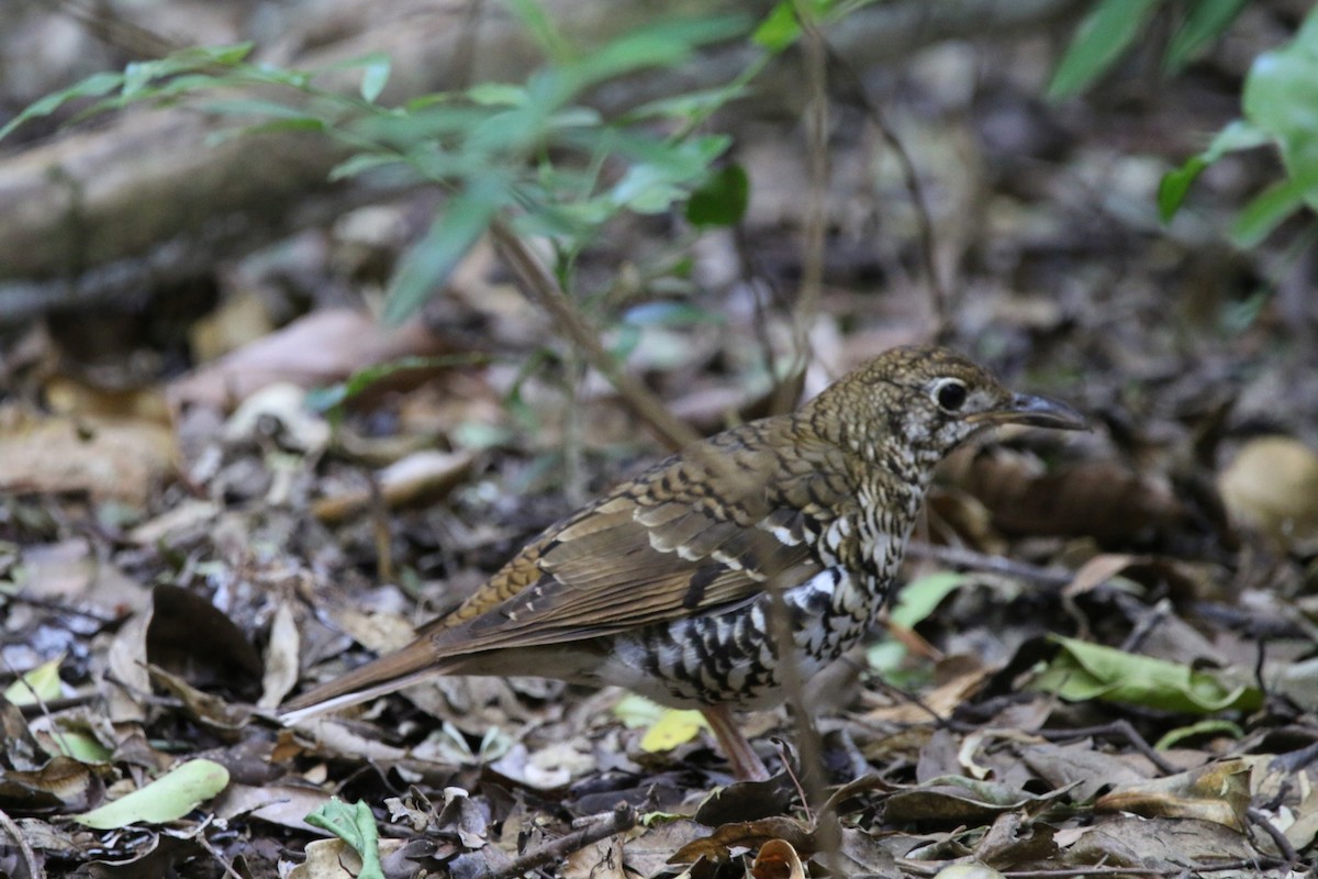 Russet-tailed Thrush - ML83470611