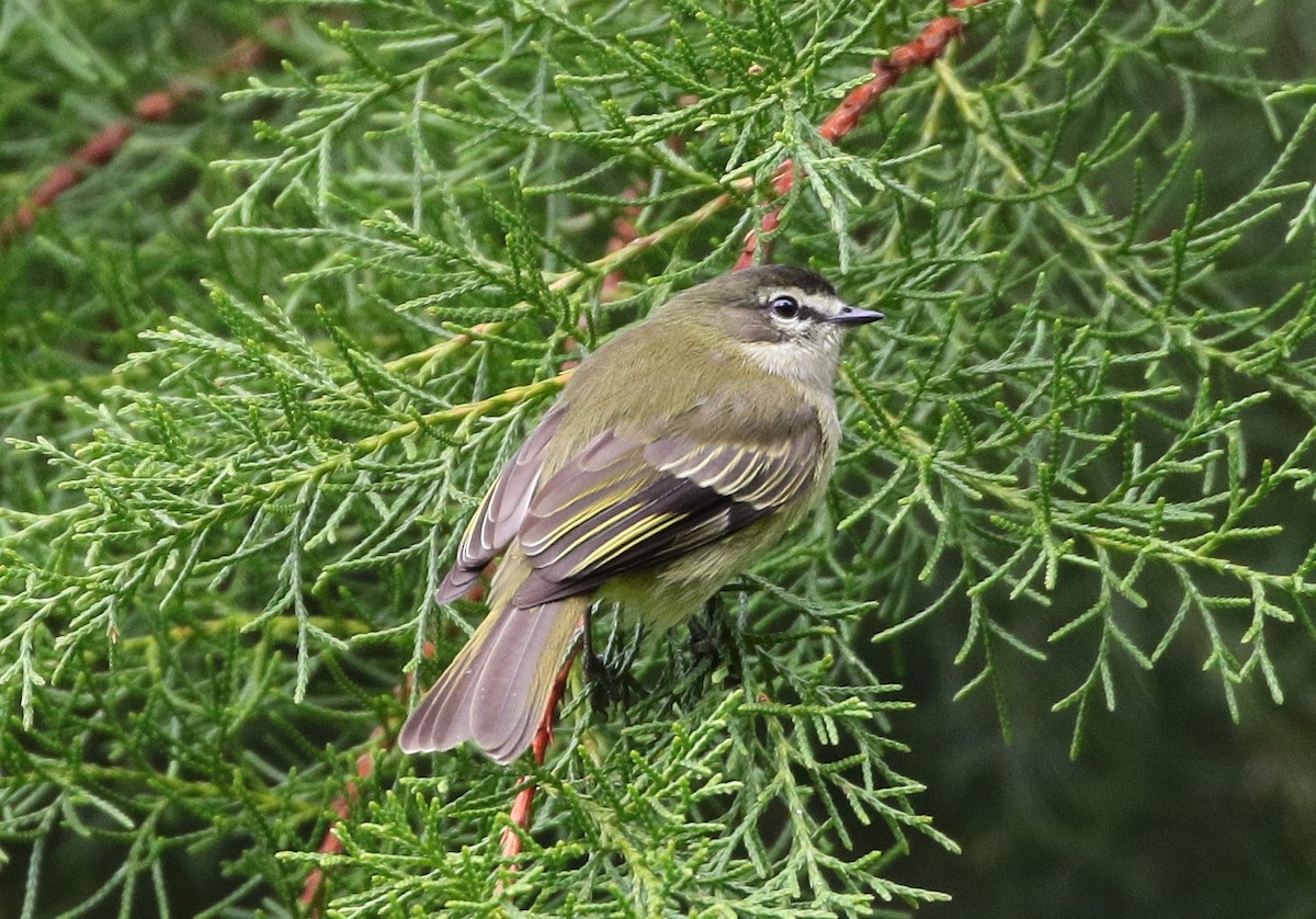 Spectacled Tyrannulet - ML83470931