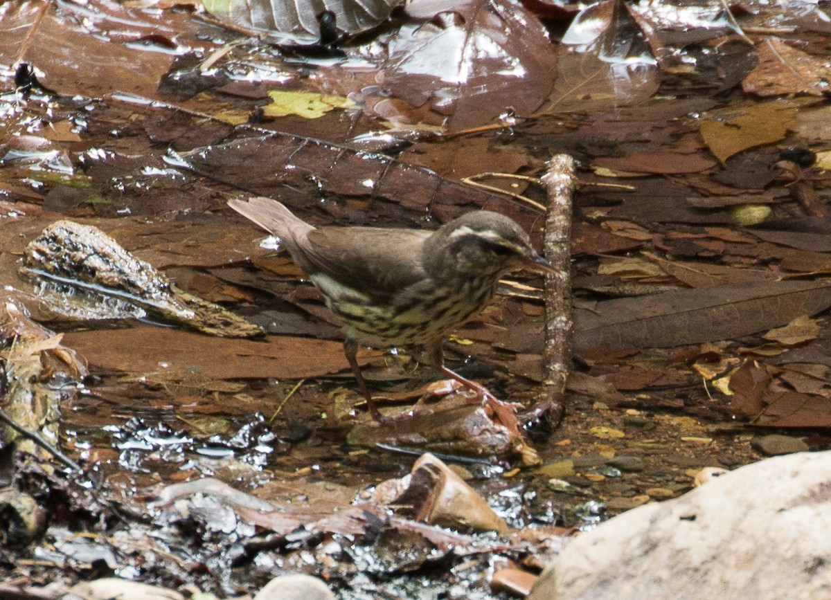 Northern Waterthrush - ML83471621