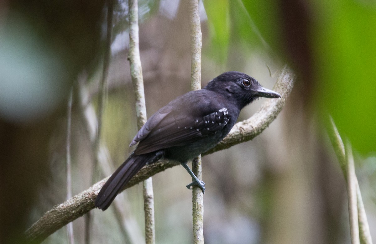 Black-hooded Antshrike - Joel Strong