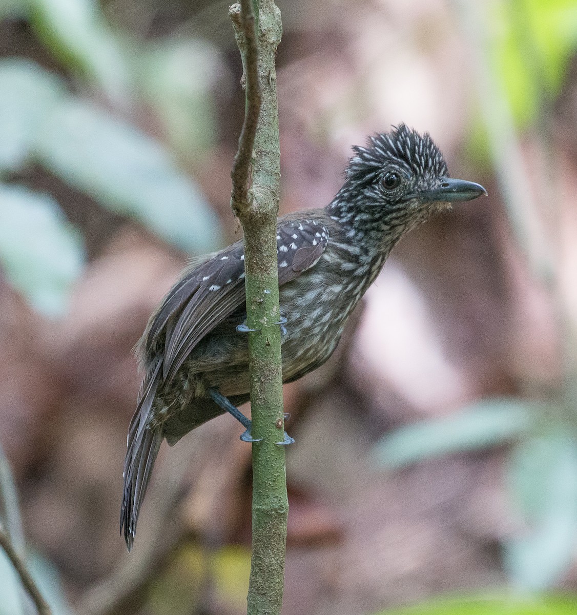 Black-hooded Antshrike - ML83472861