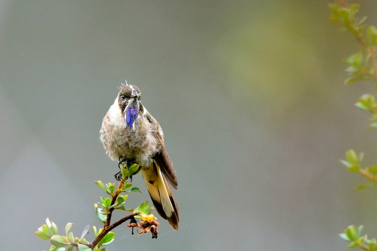 Blue-bearded Helmetcrest - sebastian ballesteros caro